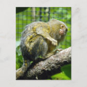 Pygmy Marmoset Briefkaart (Voorkant)