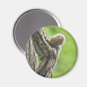 Pygmy Marmoset Magneet (Voorkant / Achterkant)