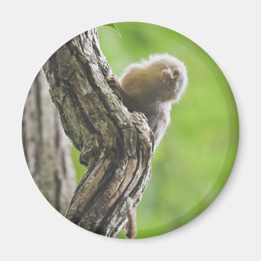 Pygmy Marmoset Magneet (Voorkant)