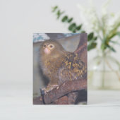Pygmy Marmoset Portrait Briefkaart (Staand voorkant)