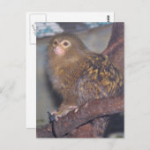Pygmy Marmoset Portrait Briefkaart (Voorkant / Achterkant)