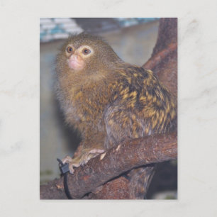 Pygmy Marmoset Portrait Briefkaart