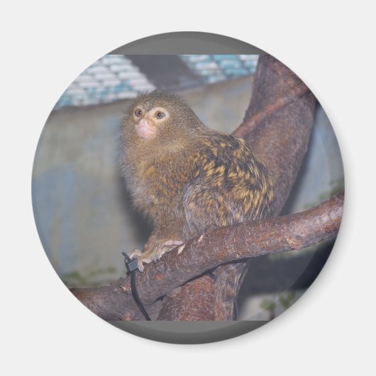 Pygmy Marmoset Portrait Magneet (Voorkant)