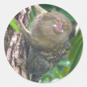 Pygmy Marmoset Ronde Sticker (Voorkant)
