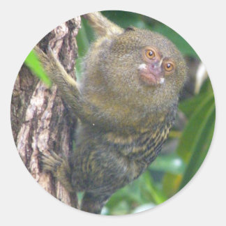 Pygmy Marmoset Ronde Sticker