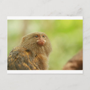 Pygmy Marmosets Briefkaart