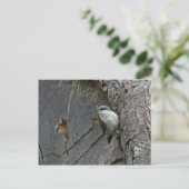 Pygmy nuthatch briefkaart (Staand voorkant)