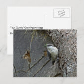 Pygmy nuthatch briefkaart (Voorkant / Achterkant)