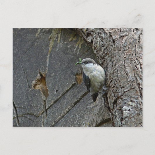 Pygmy nuthatch briefkaart (Voorkant)