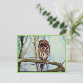 Pygmy Owl Briefkaart (Staand voorkant)