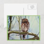 Pygmy Owl Briefkaart (Voorkant / Achterkant)