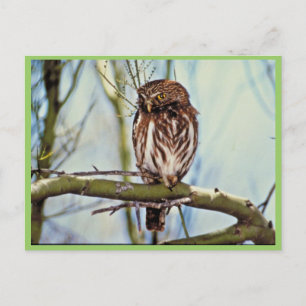 Pygmy Owl Briefkaart