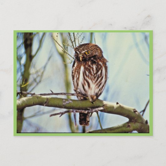 Pygmy Owl Briefkaart (Voorkant)