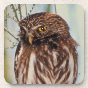 Pygmy Owl Drankjes Onderzetter