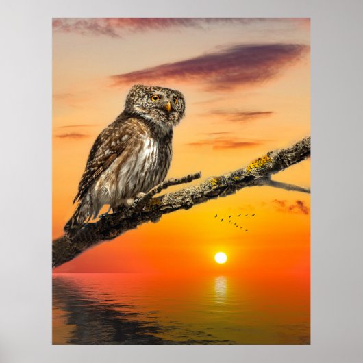 Pygmy Owl Poster (Voorkant)