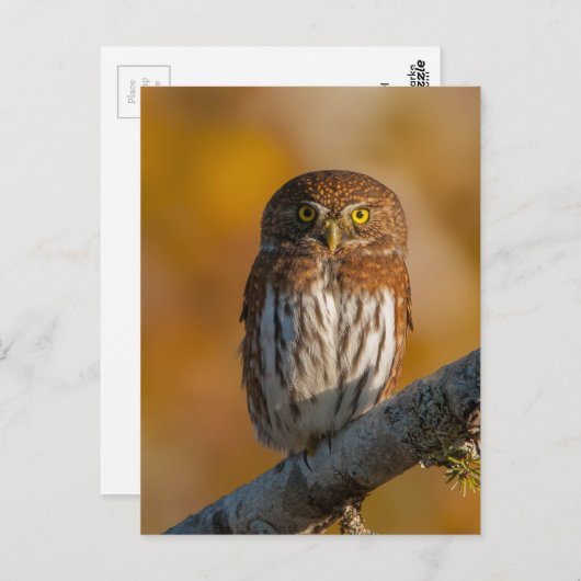 Pygmy Owl tegen valkleuren Briefkaart (Voorkant / Achterkant)
