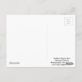 Pygmy Owl tegen valkleuren Briefkaart (Achterkant)