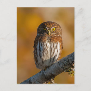 Pygmy Owl tegen valkleuren Briefkaart