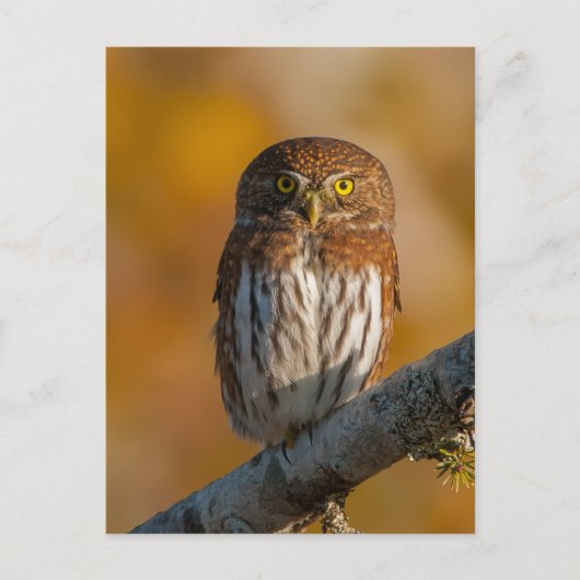 Pygmy Owl tegen valkleuren Briefkaart (Voorkant)