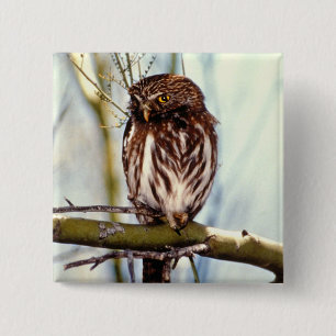 Pygmy Owl Vierkante Button 5,1 Cm