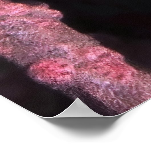 Pygmy Seahorse Poster (Hoek)