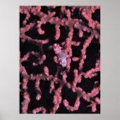 Pygmy Seahorse Poster (Voorkant)