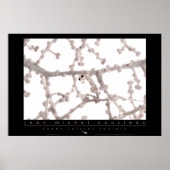 Pygmy Seahorse Poster (Voorkant)