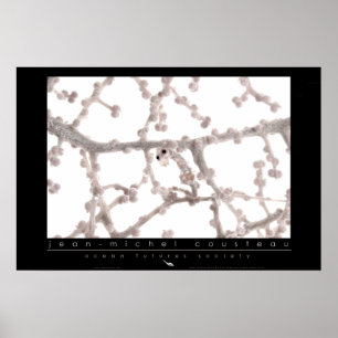 Pygmy Seahorse Poster