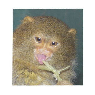 pygmymarmoset10x10 notitieblok