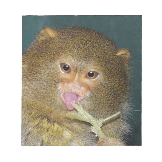 pygmymarmoset10x10 notitieblok (Voorkant)