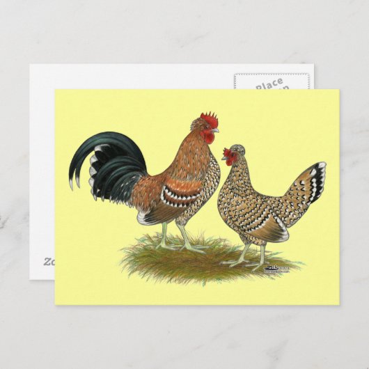 Pyncheon Bantams Briefkaart (Voorkant / Achterkant)
