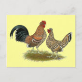 Pyncheon Bantams Briefkaart (Voorkant)