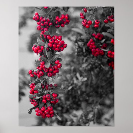 Pyracantha-bes-art-poster Poster (Voorkant)
