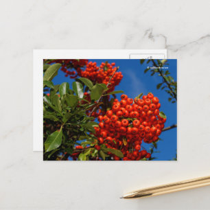 Pyracantha Coccinea Scarlet Firethorn Berries Briefkaart