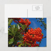 Pyracantha Coccinea Scarlet Firethorn Berries Briefkaart (Voorkant / Achterkant)