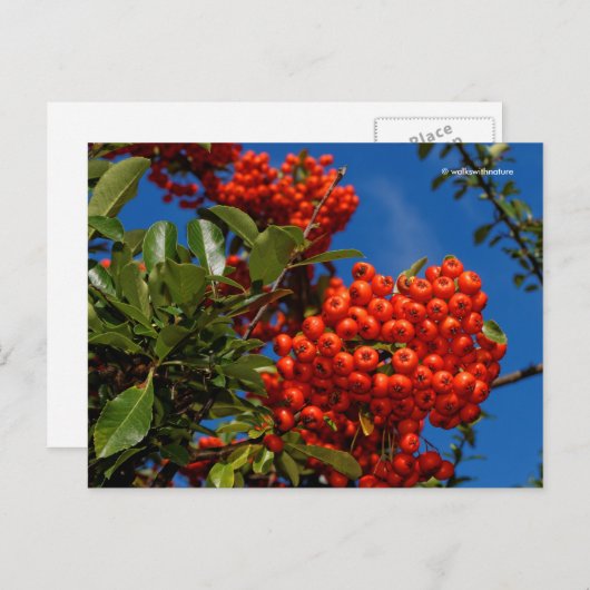 Pyracantha Coccinea Scarlet Firethorn Berries Briefkaart (Voorkant / Achterkant)