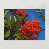 Pyracantha Coccinea Scarlet Firethorn Berries Briefkaart (Voorkant)