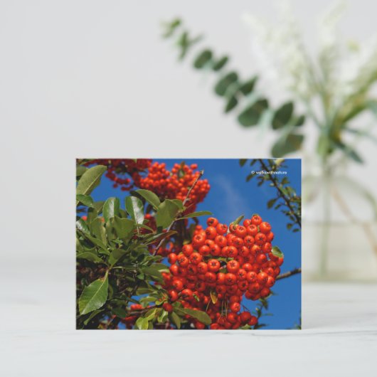 Pyracantha Coccinea Scarlet Firethorn Berries Briefkaart (Staand voorkant)