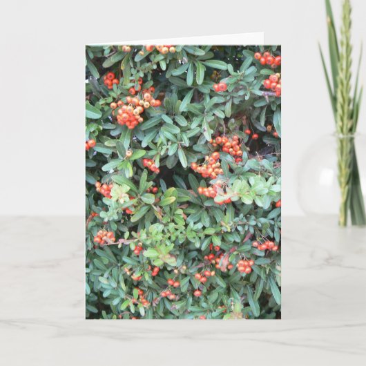 Pyracantha plant op wenskaart kaart (Voorkant)