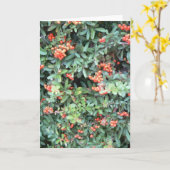 Pyracantha plant op wenskaart kaart (Gele Bloem)