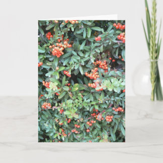 Pyracantha plant op wenskaart kaart