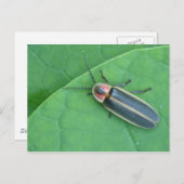 Pyralis Firefly Briefkaart. Briefkaart (Voorkant / Achterkant)