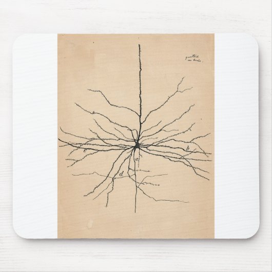Pyramida Neuron Drawing Santiago Ramon y Cajal Muismat (Voorkant)
