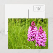 Pyramidaal Orchid Briefkaart (Voorkant / Achterkant)