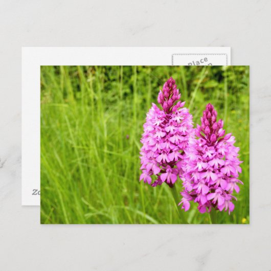 Pyramidaal Orchid Briefkaart (Voorkant / Achterkant)