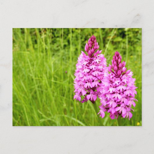 Pyramidaal Orchid Briefkaart (Voorkant)