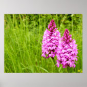 Pyramidaal Orchid Poster (Voorkant)