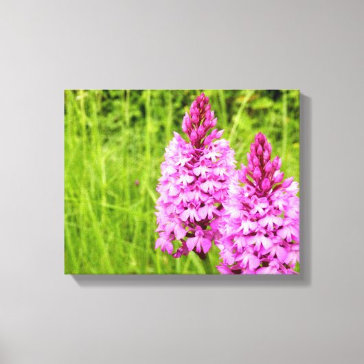 Pyramidal Orchid Canvas Print (Voorkant)
