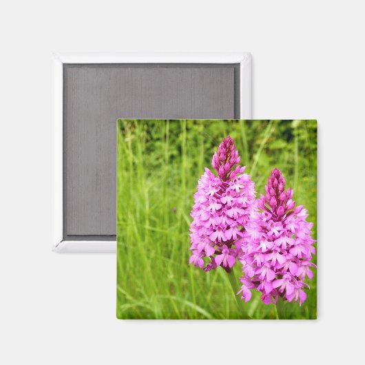 Pyramidal Orchid Magnet (Voorkant / Achterkant)