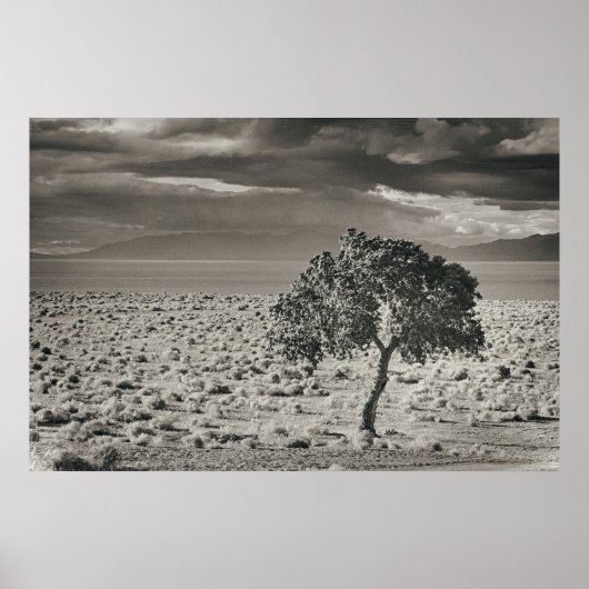 Pyramide Lake, Nevada 2 Poster (Voorkant)